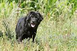 DOGUE DU TIBET 045